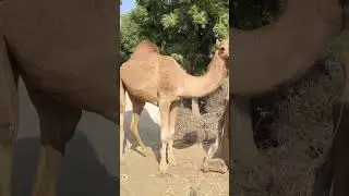 Camel fighting with man 😯#camel #fight #camelvideos #thardesert #desertcamel #desertlife