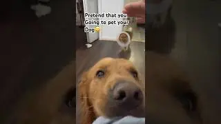 Pretend dat going to pet your dog #funny #goldenretrieverlife #goldenretreiver #funnymoment #whoopee