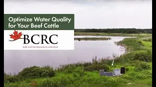 Optimize water quality for beef cattle with the BCRC Water Systems Calculator