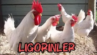 ligorin tavuklari anlattım