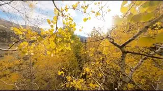 FPV flying through some fall trees | 2021 #gopro8black #fpvflying