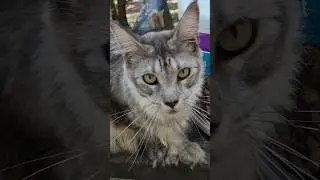 Gandalf loves his filming routine #mainecoon #vanlife #adventurecat #catvideo #camping #cat #nature