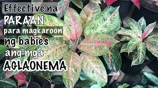 Effective at Mabilis na Paraan Para Magkaroon ng Babies ang mga Aglaonema