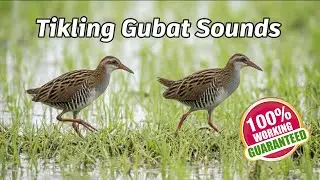 Tikling Gubat  buff- barred rail
