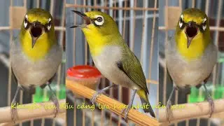 Khuyên líu đấu căng lửa Hay nhất | Vành khuyên líu đấu họng bò lưng quy siêu hay