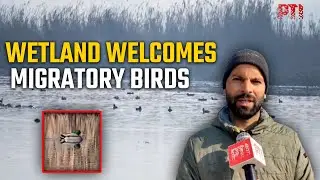 Migratory birds grace the Shallabugh Wetland in Jammu and Kashmir