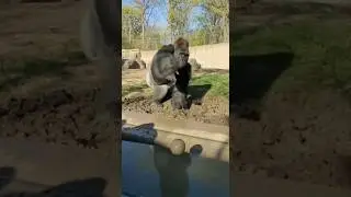 Goerrilla Throws a Mud Ball! 🦍💩😱 #gorilla #animal #funny #prank #shorts