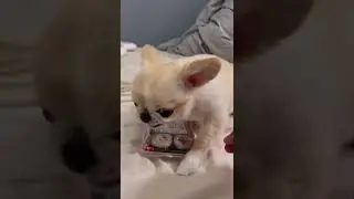 Perrito chihuahua se enoja y no quiere que le quiten el sushi 🍣  | Petciosos M&eacute;xico