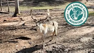 Pine Mountain Wild Animal Safari