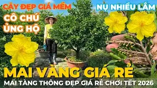 19-01 CHỊ NHUNG Giao Lưu Mai Vàng Giá Rẻ, Mai Tàng Thông Đẹp Giá Rẻ Nút Nụ Đặc Kẹo • THÀNH TRỌNG LÊ