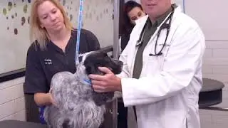 Behind the scenes with Petsmart grooming