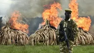 Kenya Burns 100 Tons Of Elephant Ivory, Rhino Horn In Poaching Protest