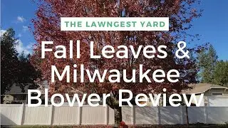Leaf Clean Up From 50' Maple Tree
