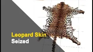 Odisha Crime Branch STF Seizes Leopard Skin, 2 Arrested | OTV News