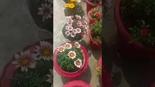Terrace Garden Overview 🏡😍| Heavenly Blooming 🌹🌸#shorts #viral #shortvideo #terracegarden