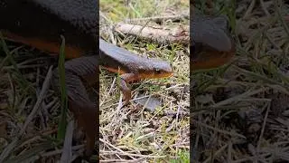 Rough Skinned Newt #amphibian #nature #shorts