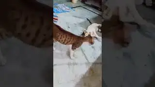 cherryjerryvlogs cherry jerry fight for network marketing#cat #funny #viralvideo #cute #animallover