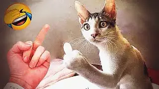 𝐘𝐨𝐮 𝐋𝐚𝐮𝐠𝐡 𝐘𝐨𝐮 𝐋𝐨𝐬𝐞 😊😹😂𝐅𝐮𝐧𝐧𝐢𝐞𝐬𝐭 𝐃𝐨𝐠𝐬 𝐚𝐧𝐝 𝐂𝐚𝐭𝐬 𝟐𝟎𝟐6🐱