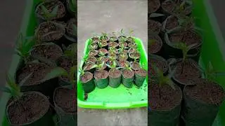 পরিবেশ বান্ধব সীড পটস তৈরি পদ্ধতি | Eco friendly seed pots making ideas. #seedstarting