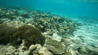 Maldive maayafushi tra i coralli