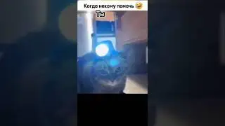 Кот помощник
