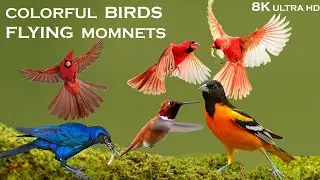 Magnificent Colorful Birds Flying Moments in 8K ULTRA HD | Relaxing Soothing Birds Chirping Sound