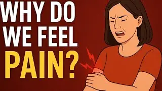 𝗛𝘂𝗺𝗮𝗻 𝗕𝗼𝗱𝘆 𝗣𝗮𝗶𝗻 𝗦𝘆𝘀𝘁𝗲𝗺 | 𝗪𝗵𝘆 𝗗𝗼 𝗪𝗲 𝗙𝗲𝗲𝗹 𝗣𝗮𝗶𝗻?💊🧬