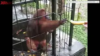 Ghetto Monkey Eating Bananas (Funny Voiceover)