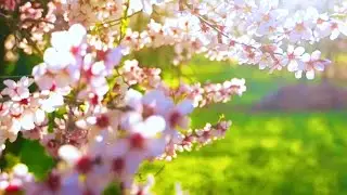 Spring🌸 in #kashmir |  #spring #flowers #summer #nature #majestickashmir