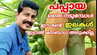 പപ്പായ നടുമ്പോൾ ഈ രണ്ട് ഇലകൾ ഇട്ട് നട്ടാൽ കീടബാധ ഉണ്ടാകില്ല / papaya farming tips/ B tech mix media