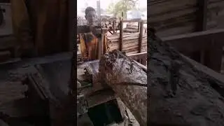 mesin potong kayu lapis tercepat #viral #trending #shorts #diy #concrete #woodworking