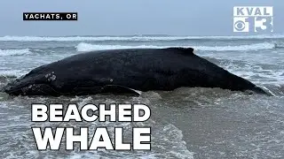 Humpback whale beached on Oregon coast