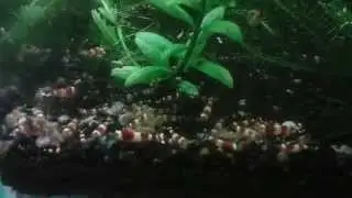 CRS vinalex
