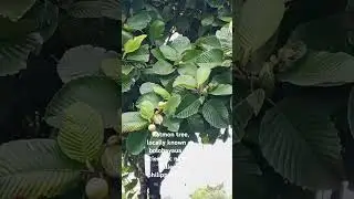 Katmon tree...
