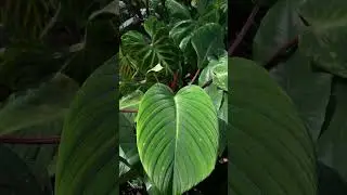 Pure Foliage Perfection of Homalomena sp. Sumatera #homalomena #javaniskaelflora