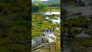 The Beaver That Changes Landscapes! 🦫🏞️ #fun #facts