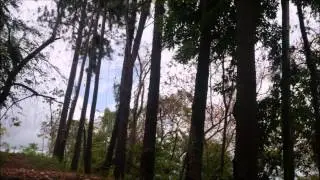 Maracas St. Benedict Forest Restoration in Trinidad Northern Range