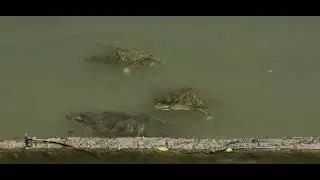 Turtle mating season.
