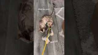 Собака впервые встречает кошек 😱