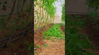pruning is the key for better tomatoes growing and higher quality yield #garden #uae