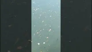 Yedigöller Çadır Kampı