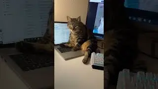 Cat Blocks Camera by Sitting on Laptop
