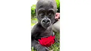 Madar monkey Kill her baby