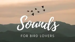 Bird sounds echoing in a canyon