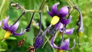 Паслен декоративный (Solanum flower)
