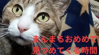 たまがコタツから出てきた!あのまんまるおめめが...