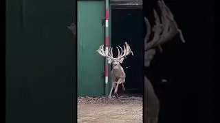 Giant deer #giantdeer #wildlife #naturelover #majestic #beautiful #deerhunting #like #subscribe #fyp
