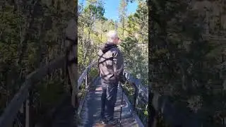 Pygmy Forest