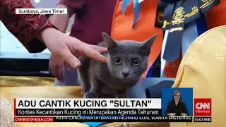 Adu Cantik Kucing Sultan | REDAKSI (12/12/22)