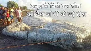 समुद्र में मिले इस जीव से लोगों के उडे़ होशMysterious sea creature washes up on beach in Philippines